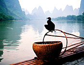 Cormorant on Li River