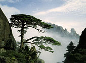 A Pinetree on the Huangshan Mountain 