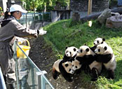 Feeding Panda in Chengdu